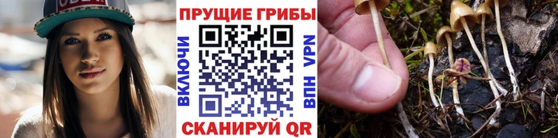 гидра ссылка  Дудинка  Галлюциногенные грибы MAGIC MUSHROOMS 